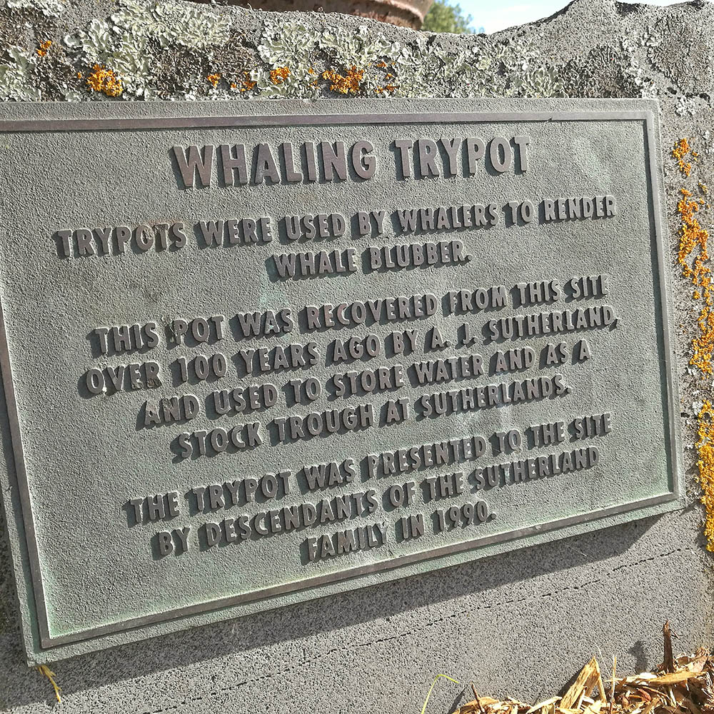 WuHooTimaru PatitiPoint 131123 01