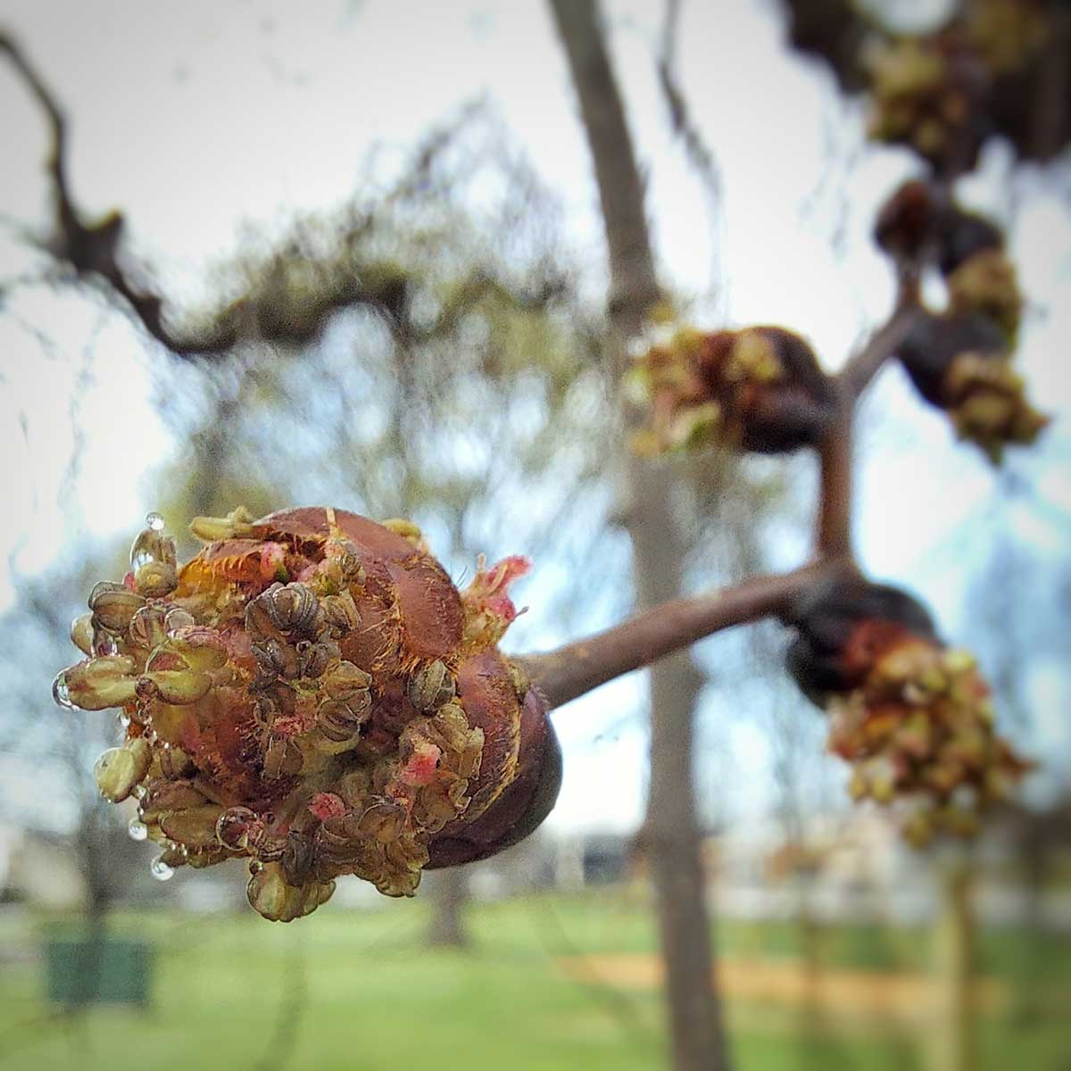 WuHoo Timaru Market Place Alexandra Square 011
