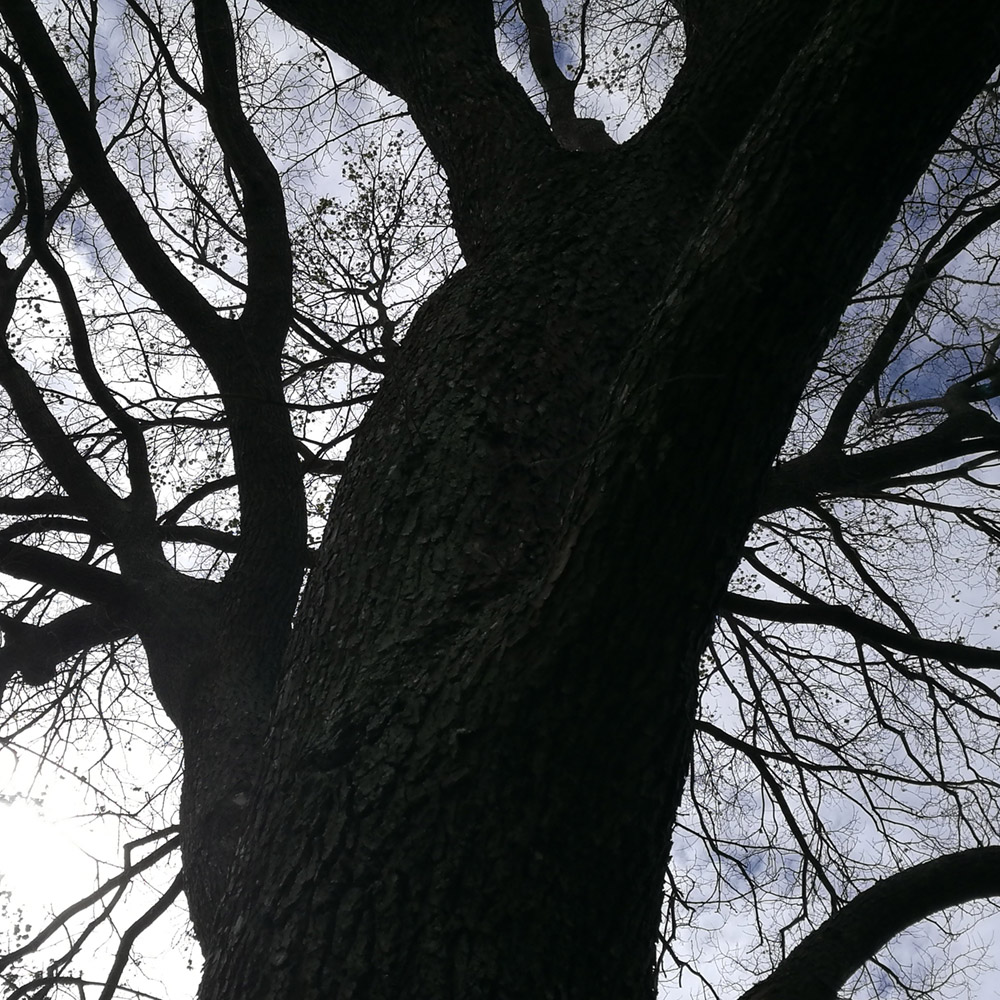 WuHooTimaru CentennialPark ZigZag_123529 01