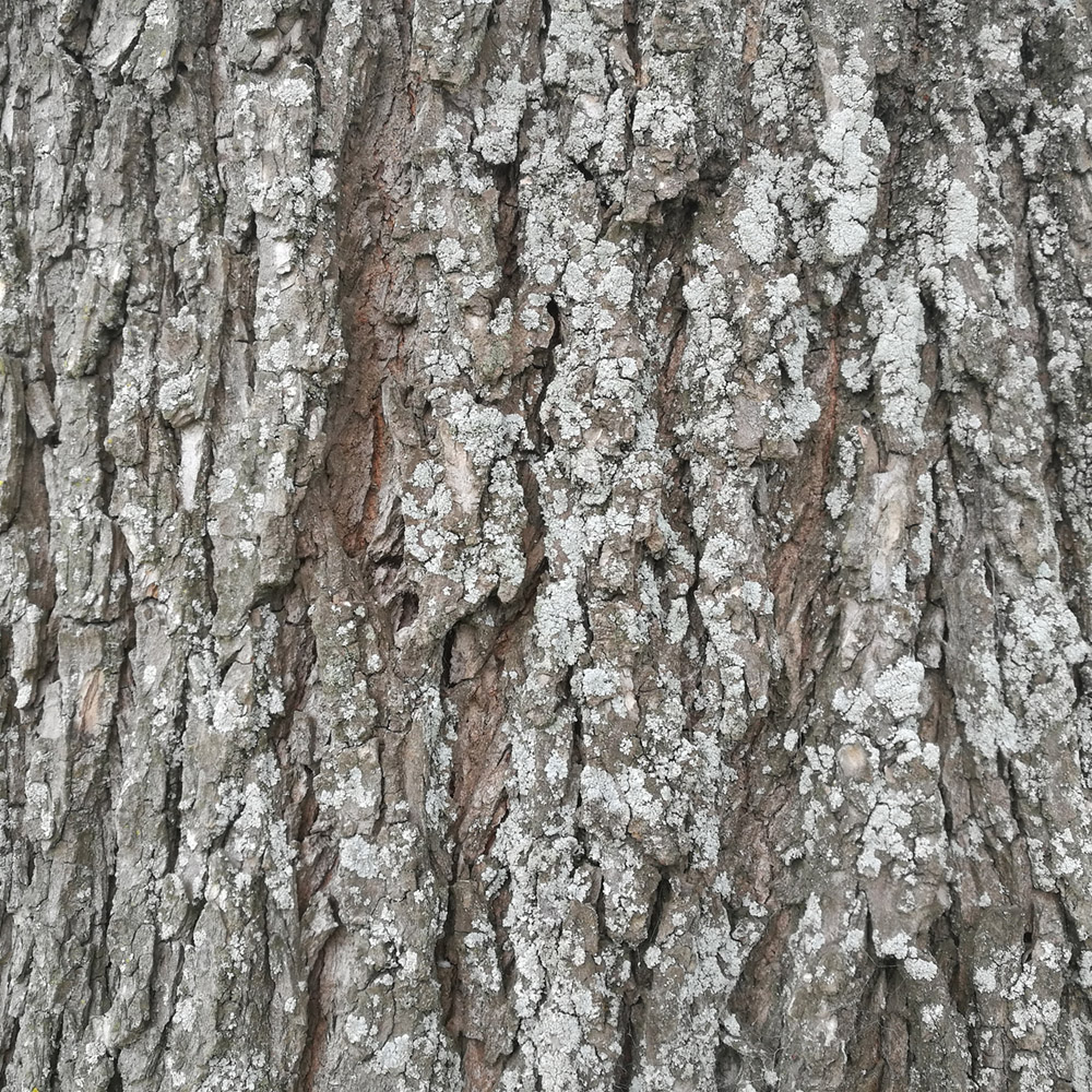 WuHooTimaru CentennialPark ZigZag_123532 01