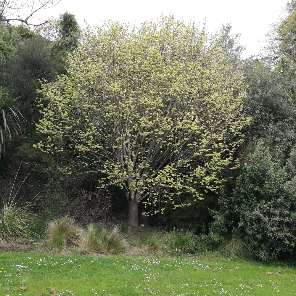 WuHooTimaru CentennialPark ZigZag_145225 01