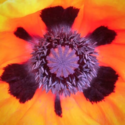 poppy timaru botanic gardens